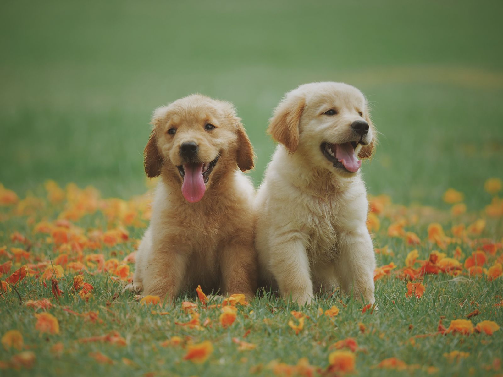 Happy dog with toy